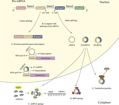 The Mechanism and Clinical Significance of Circular RNAs in Hepatocellular Carcinoma